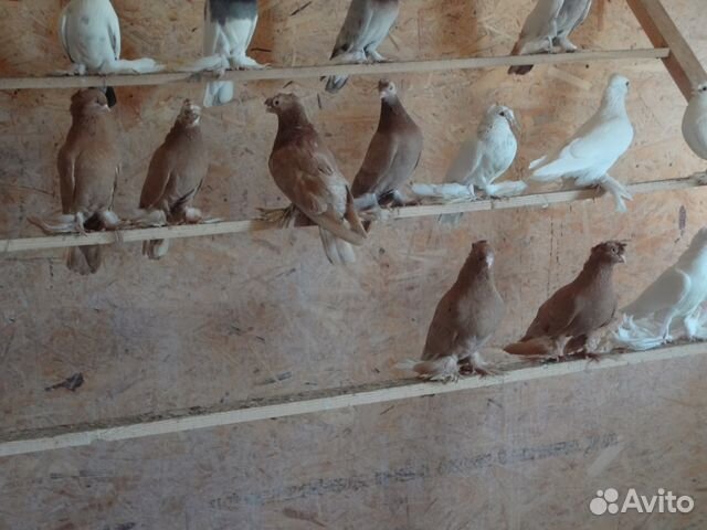 Узбекские бойные голуби купить на Зозу.ру - фотография № 5