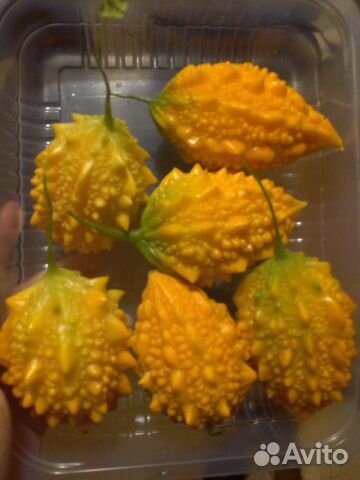 Семена момордики