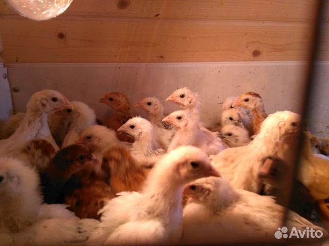 Курицы купить на Зозу.ру - фотография № 8