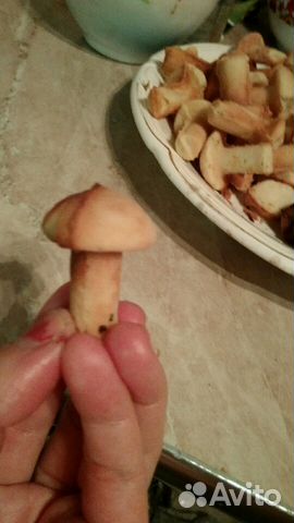 Вафельница,Грибы СССР,Редкость