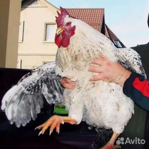 Мясояичное направление Мастер грей. Инкубационное