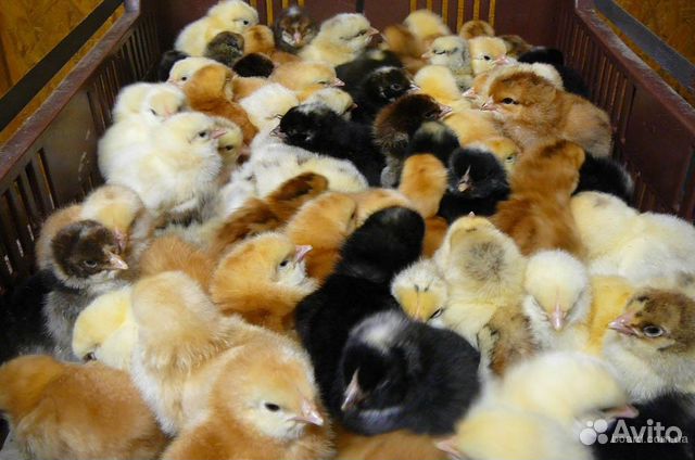 Суточные домашние цыплята купить на Зозу.ру - фотография № 1