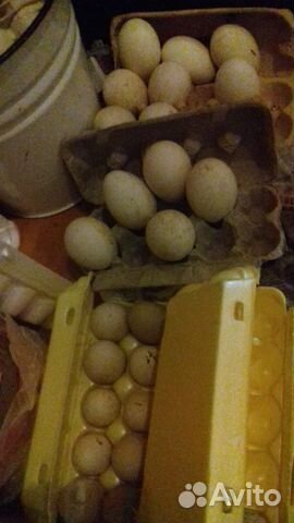 Куриное гусиное утиное яйцо купить на Зозу.ру - фотография № 1