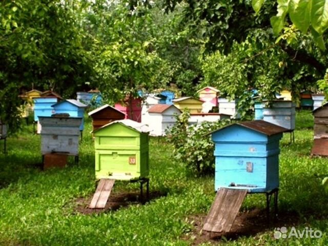 Пчёлы, Пчелосемьи, Отводки. (Карпатской породы) купить на Зозу.ру - фотография № 1