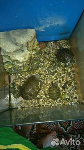 Три черепахи и аквариум