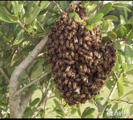 Продаётся пчелосемьи, готовые медосбору купить на Зозу.ру - фотография № 1