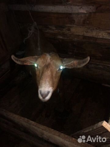Племеной нубийский козел кроет козочек купить на Зозу.ру - фотография № 4