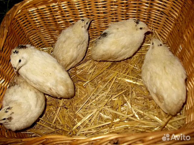 Инкубационное яйцо: фазанов перепелов купить на Зозу.ру - фотография № 5