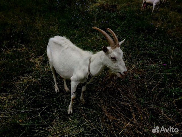 Высокоудойная коза купить на Зозу.ру - фотография № 4
