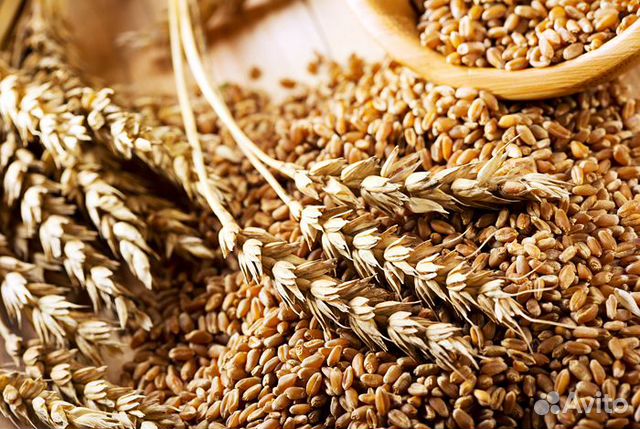 Пшеница (яровая) купить на Зозу.ру - фотография № 1