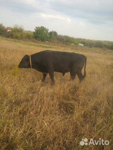 Продам корову первотелка три теленка купить на Зозу.ру - фотография № 4