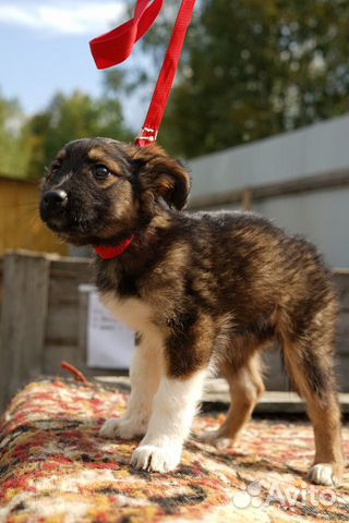 Более 30 стерилизованных щенков купить на Зозу.ру - фотография № 5