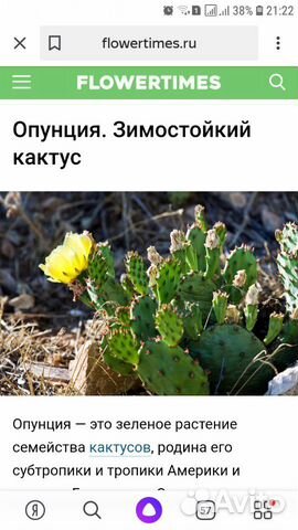 Кактус Кактус