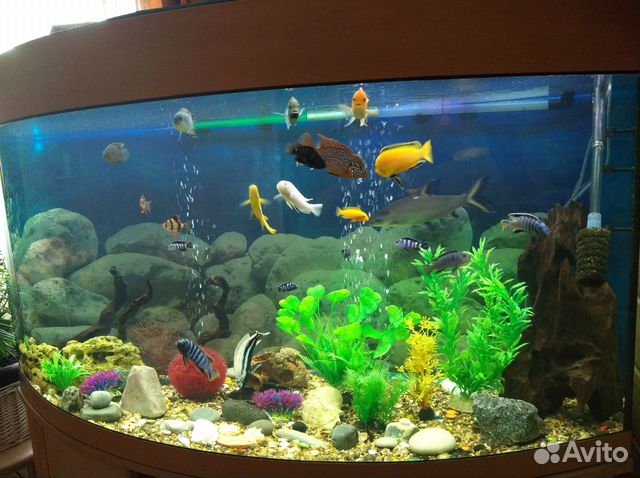 Продам аквариум на 350л купить на Зозу.ру - фотография № 6