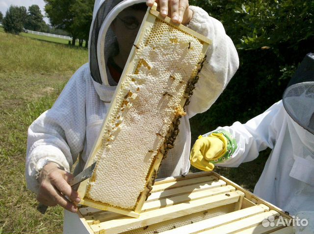 Улья с пчелами купить на Зозу.ру - фотография № 1