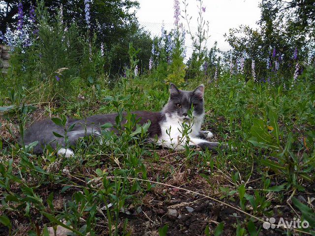 Кот сибирской породы