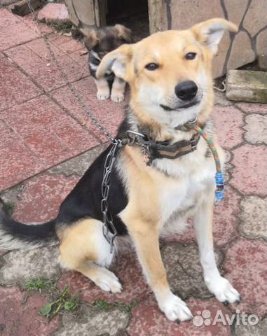 Отдам в хорошие руки