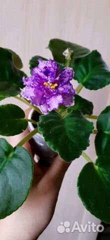 Фиалка ват праздничный наряд пуговки лист