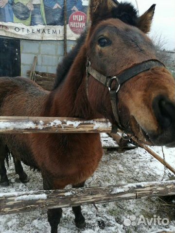 Конь (жеребенок) купить на Зозу.ру - фотография № 2
