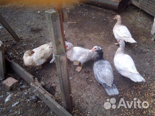 Мускусные утки купить на Зозу.ру - фотография № 4