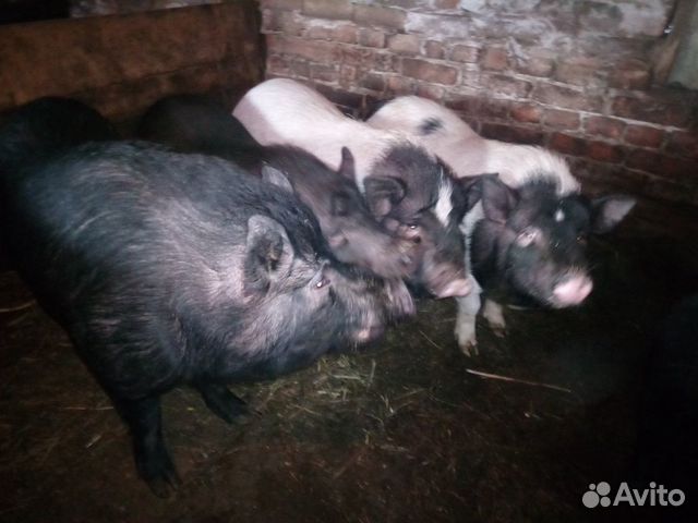 Продам свинок мясом вьетнамские купить на Зозу.ру - фотография № 1