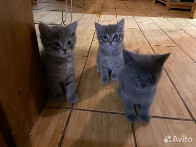 Идеальные котята к туалету приучены купить на Зозу.ру - фотография № 6