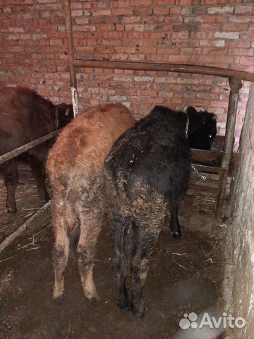 Корова с теленком и 2 телки по 7 мес купить на Зозу.ру - фотография № 1