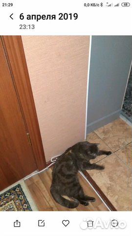 Шотландский котенок купить на Зозу.ру - фотография № 3