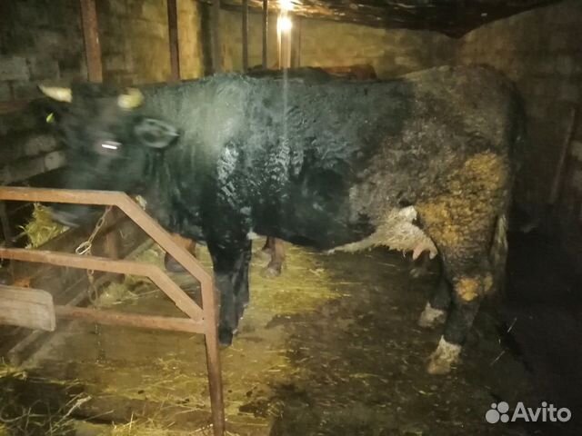 Коровы стельные купить на Зозу.ру - фотография № 8