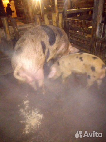Свиноматки, поросята, мясо купить на Зозу.ру - фотография № 9
