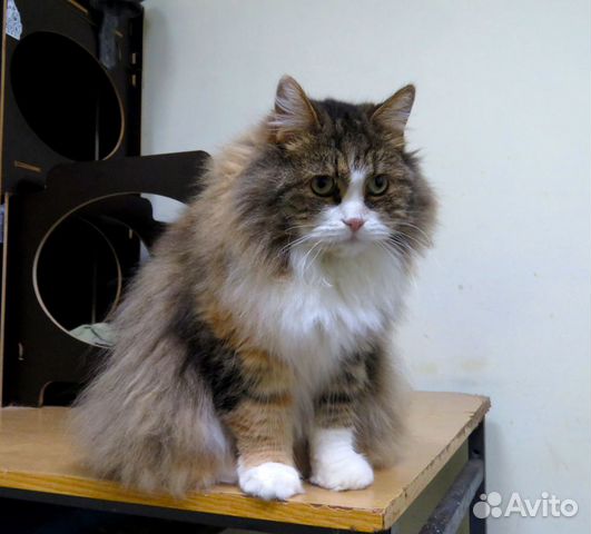 Самая мурчательная кошка в мире ищет дом купить на Зозу.ру - фотография № 2