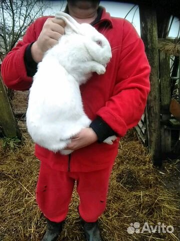 Продам крольчат белый панон возраст 2 месяца купить на Зозу.ру - фотография № 3