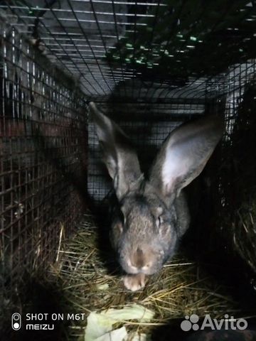 Продам живого кролика бельгийский фландер купить на Зозу.ру - фотография № 2