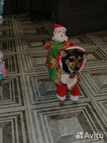 Костюм для собак