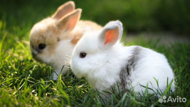 Кролики паннон купить на Зозу.ру - фотография № 1