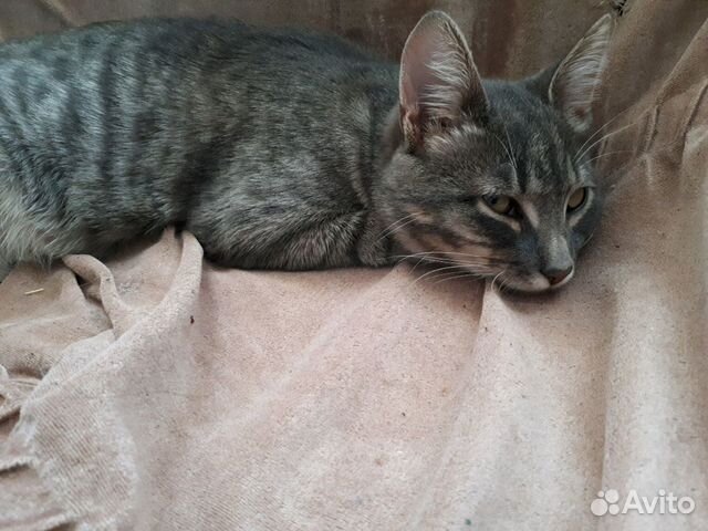 Кот