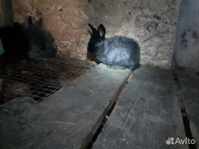 Кролик купить на Зозу.ру - фотография № 5