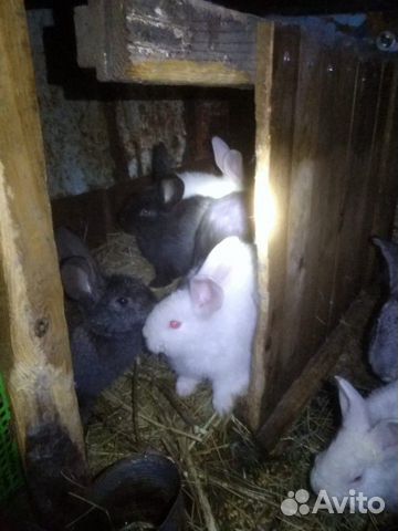 Молодые кролики, разной породы купить на Зозу.ру - фотография № 4