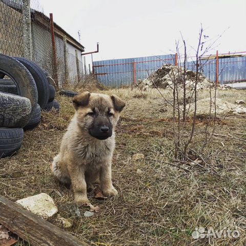 Взять щенка симферополь. Взять щенка симферополь. Дратхаар 1 месяц. Битак симферополь. Взять щенка симферополь.