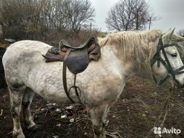 Авито лошади курская