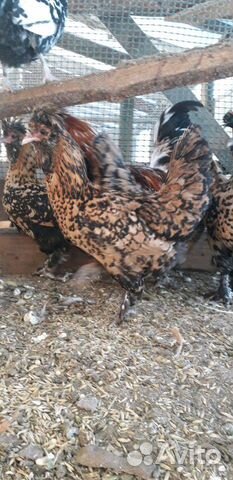 Инкубационное яйцо и заявки на цыплят купить на Зозу.ру - фотография № 2
