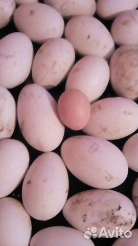 Гусиные яйца на инкубацию купить на Зозу.ру - фотография № 3