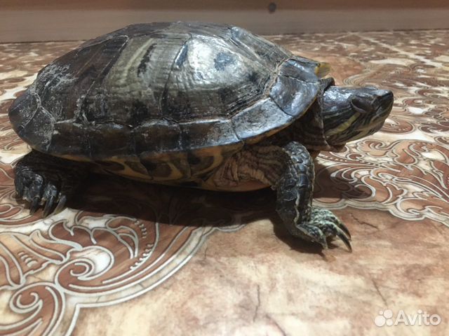 черепаха в добрые руки. три черепахи. красноухая черепаха. черепаха сухопутная домашняя. красноухая черепаха.