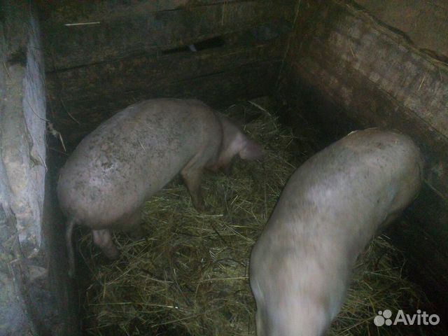 Две свинки подрощенные, 5 месяцев купить на Зозу.ру - фотография № 2