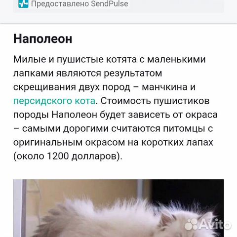 Пристраивается кошка купить на Зозу.ру - фотография № 4