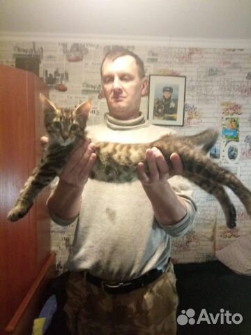 Котята Мейн-кун купить на Зозу.ру - фотография № 5