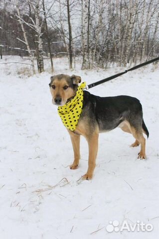 Красивый пес в добрые руки купить на Зозу.ру - фотография № 7