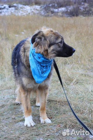 Красивая собака Шерри ищет дом и хозяина купить на Зозу.ру - фотография № 4