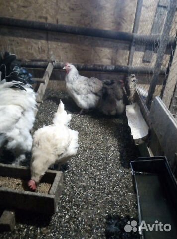 Инкубационное яйцо, цыплята, петушки купить на Зозу.ру - фотография № 8