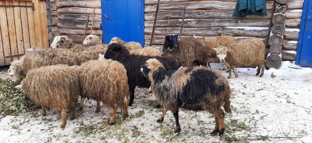 Бараны и овцы купить на Зозу.ру - фотография № 2